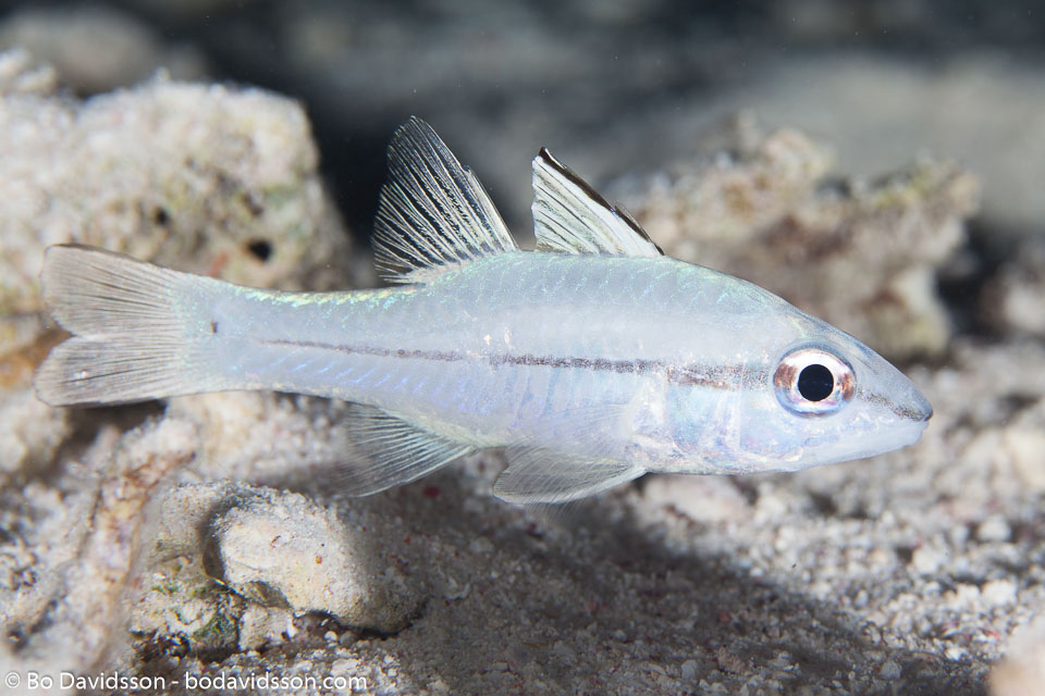 BD-150227-Gubal-Strait-7304-Pristiapogon-exostigma-(Jordan---Starks.-1906)-[Narrowstripe-cardinalfish].jpg
